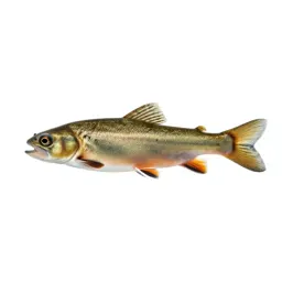 Minnow