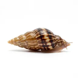 Mollusk