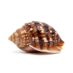 Money cowrie