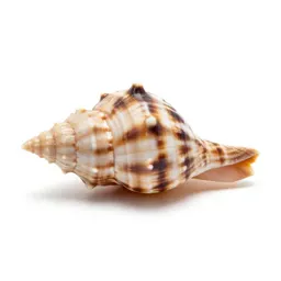 Moon shell