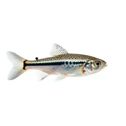 Mosquitofish
