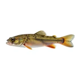 Mummichog
