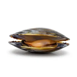 Mussel