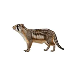 Nerita