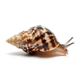 Neritid