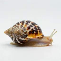 Neritina