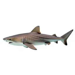 Nurse shark