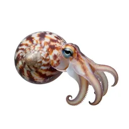 Paper nautilus