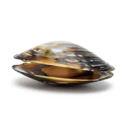 Pearly-shelled mussel