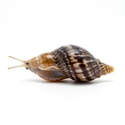 Periwinkle