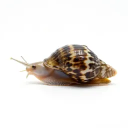 Physa