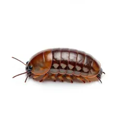 Pill bug