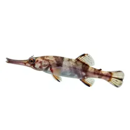 Pipefish