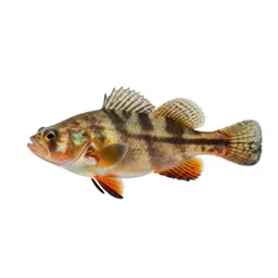 Platy
