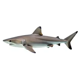 Porbeagle