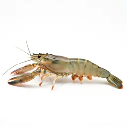 Prawn