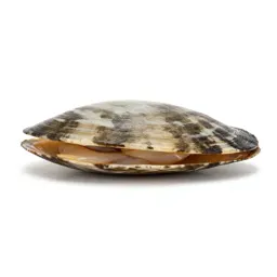 Quahog