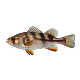 Rabbitfish