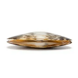 Razor clam