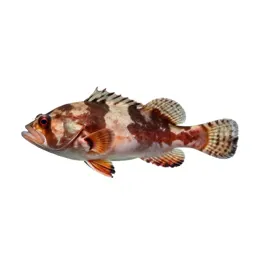 Reef squirrelfish