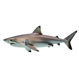 Requiem shark