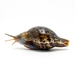 River limpet