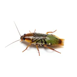 Roach