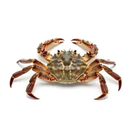Rock crab