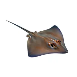 Roughtail stingray