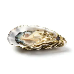 Saddle oyster