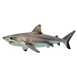 Sand tiger