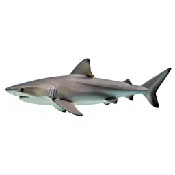 Sandbar shark