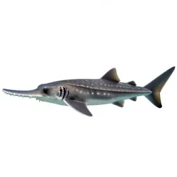 Sawfish