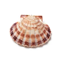 Scallop