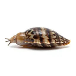 Scaphopod