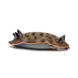Sea hare