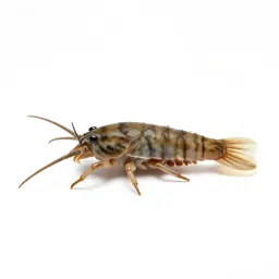 Sea louse