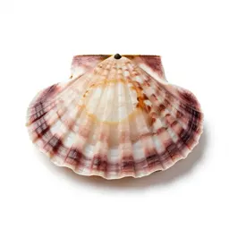 Sea scallop