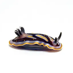 Sea slug