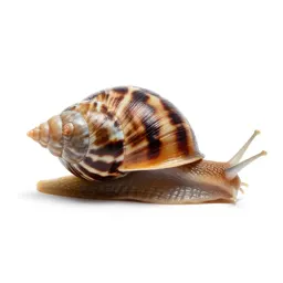 Seasnail