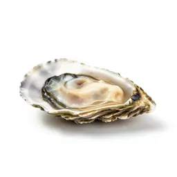 Seed oyster