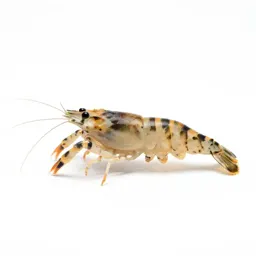 Seed shrimp