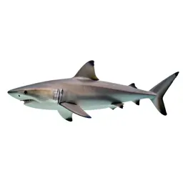 Shark