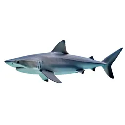 Shortfin mako
