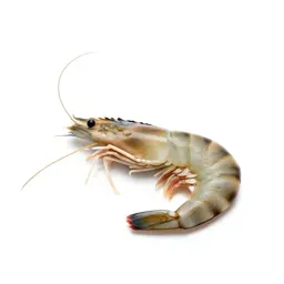 Shrimp