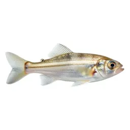 Shrimpfish