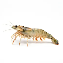 Skeleton shrimp