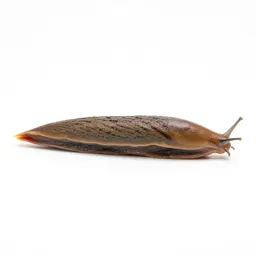 Slug