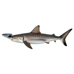Smalleye hammerhead