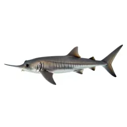 Smalltooth sawfish